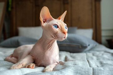 close up of a sphynx cat