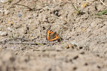 Small tortoiseshell (Aglais urticae) butterfly on the ground