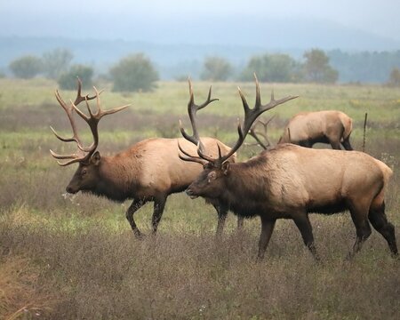 Elk Bull Rut Fight Clash Battle Antlers Collide