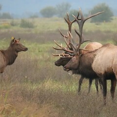 Elk Bull Rut Fight Clash Battle Antlers Collide