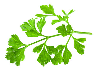A sprig of parsley with leaves isolated on a white background