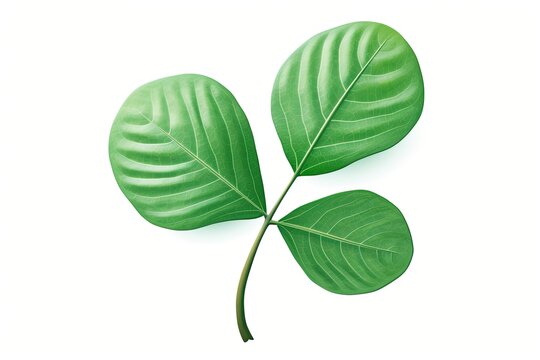 Shamrock Leaf Packaging: Minimalist Green Design for Good Luck Charm - SEO Friendly Image, generative AI