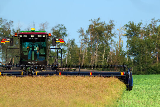MacDon windrower swather is cutting canola in the field at the wood.
