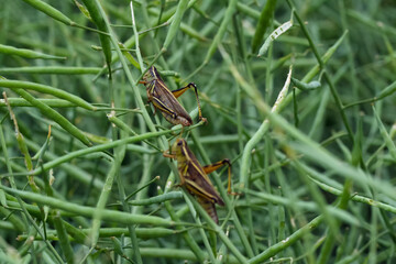 Adult grasshopers are damaging canola crop in the agricultural field.