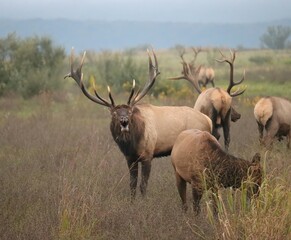 Naklejka na ściany i meble Majestic Haunting Elk Bugle Rut Antlers Rocky Mountain Bull