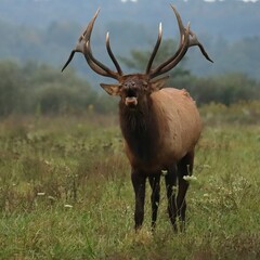 Majestic Haunting Elk Bugle Rut Antlers Rocky Mountain Bull