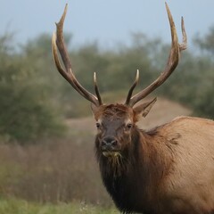 Bull Elk Shed Velvet Polished Antler Tips