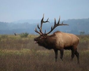 Naklejka na ściany i meble Majestic Haunting Elk Bugle Rut Antlers Rocky Mountain Bull