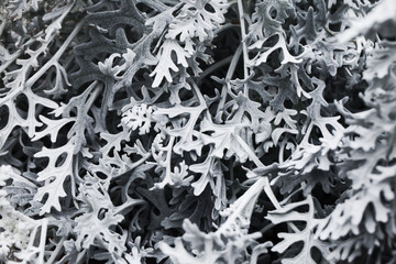 Dusty Miller plant closeup. Winter plan texture. Silver color leaves background. Christmas nature texture. Frozen look design.