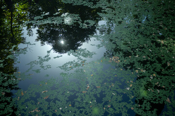 reflections in a leaf-covered fountain