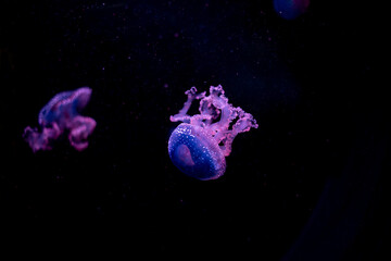 Naklejka na ściany i meble a jellyfish swims in the depths