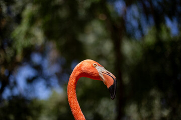 Fototapeta premium a pink flamingo in profile