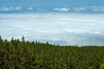 A great forest ends next to a sea of clouds