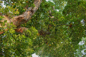 Trees seen from bottom to top, from trunk to crown