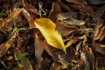 folha amarela em meio a folhas verdes no ch&atilde;o
