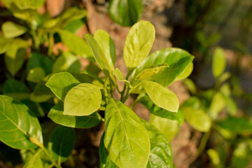 folhas verde em detalhes