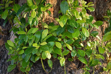 Arrangement of green leaves next to the trunk of the tree