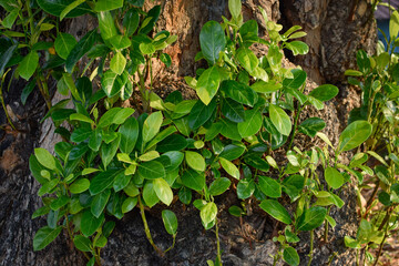 Arrangement of green leaves next to the trunk of the tree