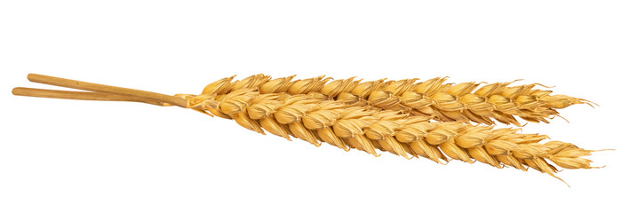 Wheat ears isolated on white or transparent background. Spikes of wheat with grains