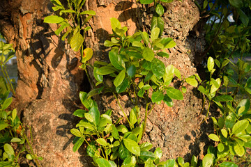 Details of big tree trunk