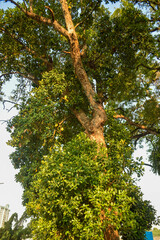 Trees seen from bottom to top, from trunk to crown