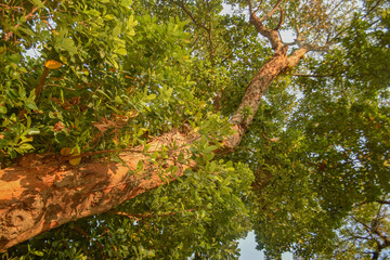 Trees seen from bottom to top, from trunk to crown