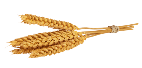 Wheat ears isolated on white or transparent background. Spikes of wheat with grains