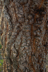 Details of big tree trunk