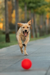 A Labrador puppy chases a ball in the park