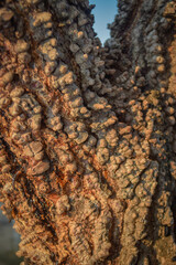 Details of big tree trunk