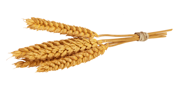Wheat ears isolated on white or transparent background. Spikes of wheat with grains