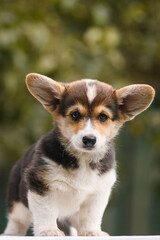 Portrait of a Welsh corgi puppy on a green background with pumpkins