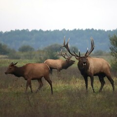 Gorgeous Elk Bull Powerful Haunting Bugle During Rut l 
