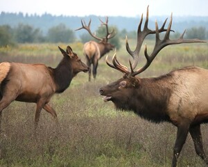 Gorgeous Elk Bull Powerful Haunting Bugle During Rut l 