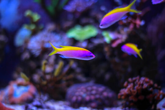 Yellowback Evansi anthias - Pseudanthias evansi
