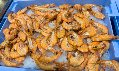 Shrimps in ice in store. Frozen sea Shrimps in ice on counter in supermarket. Mediterranean seafood. Uncooked seafood. Shrimps fresh fish from Mediterranean Sea.