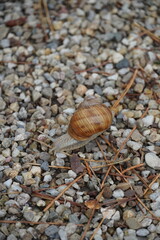 Close up of brown snail with spiral shell on pebble background at early autumn. Blurred on the back