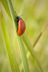 Poplar leaf beatle Chrysomela populi on a blade of grass
