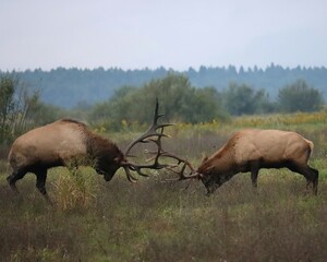 POwerful Elk Bulls Fight During the Rut 