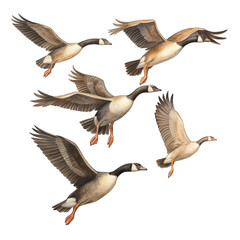 Canadian geese, flock migrating, flying in air, isolated on white transparent background - obrazy, fototapety, plakaty