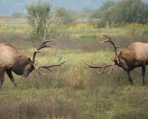 POwerful Elk Bulls Fight During the Rut 