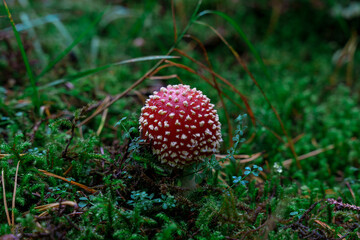 Closeup of a bright and shiny red Amanita Muscaria mushroom, a very poisonous fungus. Growing in green moss in a forest in Germany