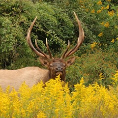 Majestic Elk Bull in Autumn Goldenrod 