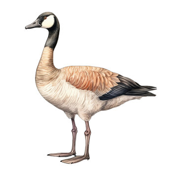 Canadian goose, standing, watercolor illustration, isolated on transparent background