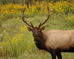 Naklejka na ściany i meble Majestic Elk Bull in Autumn Goldenrod 
