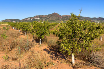 Orange citrus farm field at Mountains landscape. Blossoming Mandarin trees at farm plant. Mandarin fruit farm field. Drought weather conditions have had impact on citrus production in Spain.