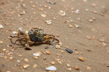 crab on the sand crab skin in the sun under the sun