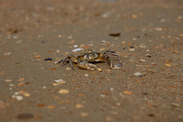 crab on the sand crab skin in the sun under the sun