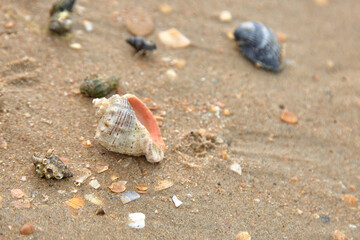 crab on the sand crab skin in the sun under the sun