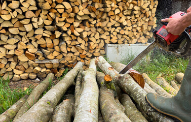 Woodcutter with Chainsaw on forest work. Preparing firewood for winter in village. Chainsaw cutting...